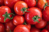 Фото: Когда высаживать томаты в открытый грунт в мае 2024. Благоприятные дни по лунному календарю